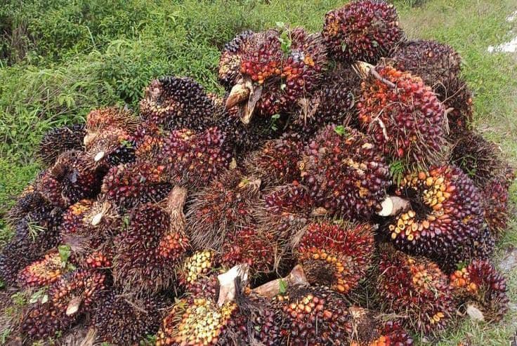 Harga TBS Kelapa Sawit di Jambi Periode 19-25 Desember 2025 Kembali Turun Tipis