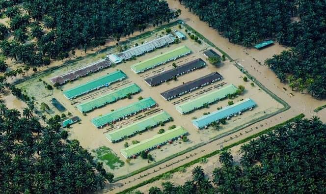 Harga TBS Sawit Sumbar Naik Tipis, Produktivitas Turun 25% Akibat Banjir