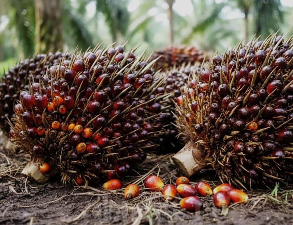 Harga TBS Kemitraan Swadaya Riau Periode Akhir 2025 Alami Koreksi, Umur 9 Tahun Turun Rp31,93 per Kg
