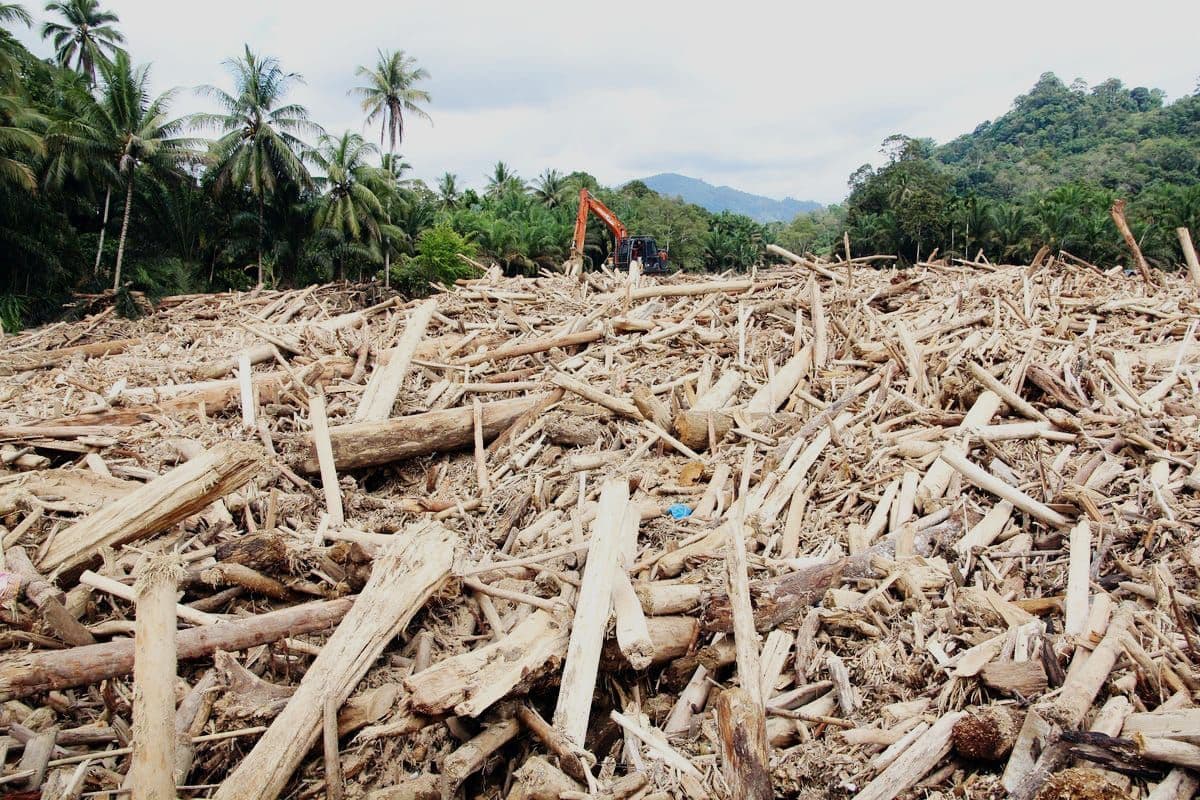 Banjir Bandang Aceh Tamiang: Ketika Kebun Sawit Hilang, Warga Bertahan dari Sisa Kayu