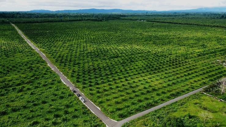 Guru Besar IPB: Sawit Paling Efisien Secara Lahan, Dunia Terjebak Moral Panik