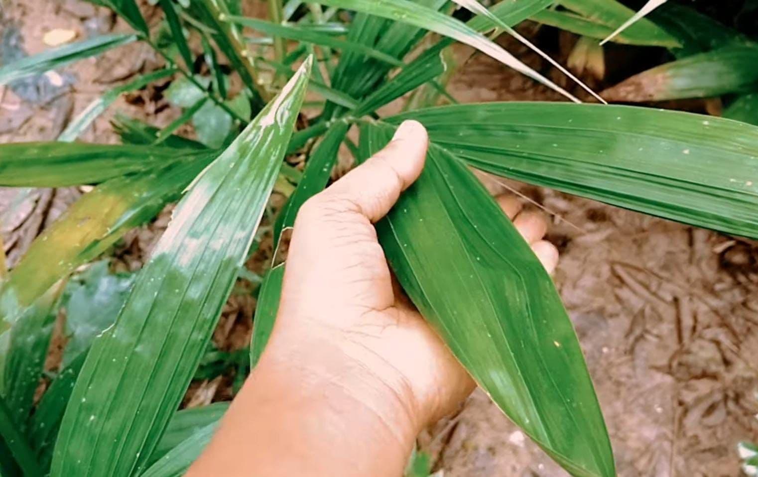 Seleksi Bibit Sawit Betina Sejak Pembibitan, Kunci Produktivitas Kebun Hingga Puluhan Tahun