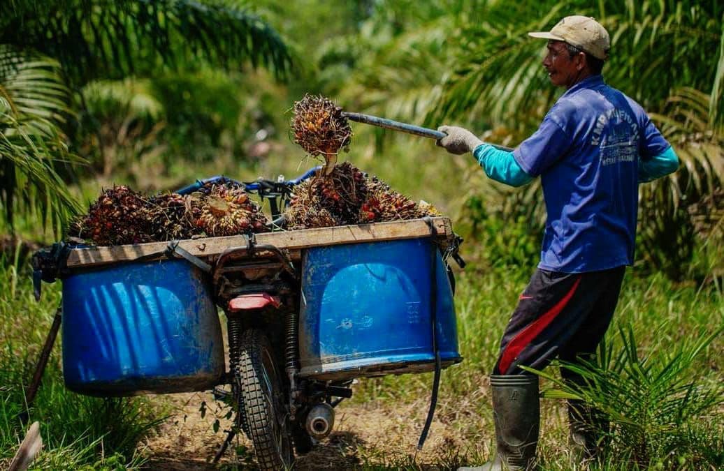 GAPKI Kalteng Optimistis Industri Sawit Tetap Menarik dan Tahan Banting Menyongsong 2026