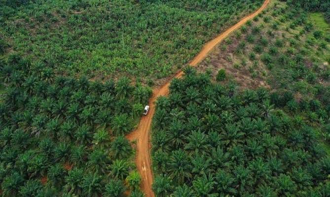 Guru Besar IPB: Sawit Bukan Akar Masalah Banjir, Negara Gagal Menata Ruang