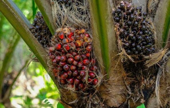 Harga TBS Sawit Kalbar Periode IV Desember 2025 Koreksi Tipis