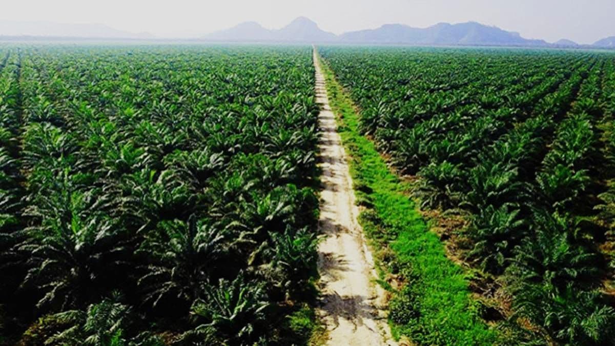 Seri III Perkelapasawitan Indonesia: Ekspansi Areal Perkebunan Kelapa Sawit Meroket, Tetapi Mengapa Tidak Diikuti Ekspansi Nilai Tambah yang Meroket?