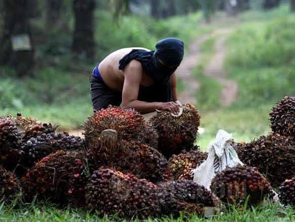 Pencurian TBS Sawit Duduki Peringkat Keempat Kasus Menonjol di Kotim