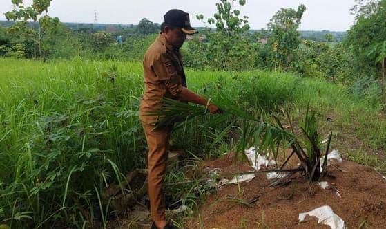 Akademisi IPB University Nilai Larangan Sawit di Jabar Tak Berbasis Ilmiah