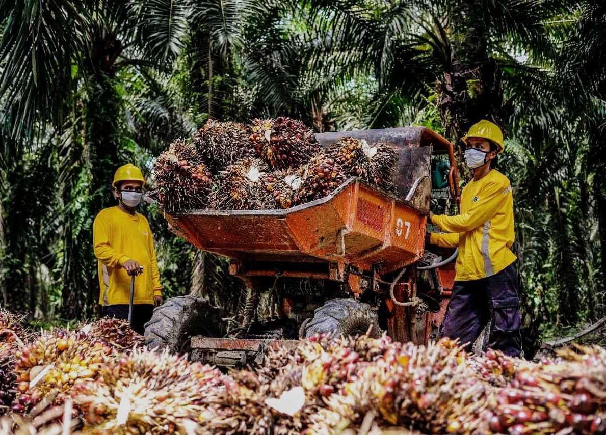 Sawit Terus Diserang Kampanye Negatif, Akademisi: Banyak Tuduhan Tak Berbasis Ilmiah