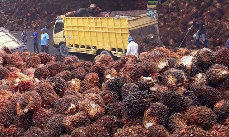 Harga TBS Sawit Swadaya Riau Periode Minggu Kedua Januari 2026 Naik Tipis, Tembus Rp3.516 per Kg