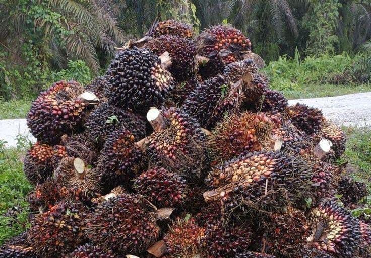 Harga TBS Sawit Swadaya Riau Periode Minggu Kedua Januari Terkoreksi, Pelemahan CPO Tekan Nilai Jual Petani