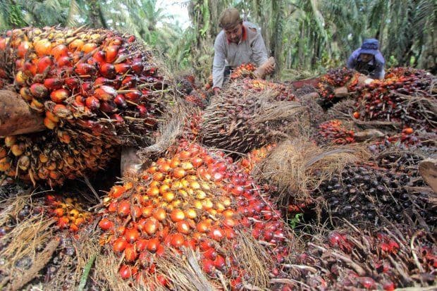 Harga TBS Sawit Sumut Periode 7–13 Januari 2026 Ditetapkan Rp3.451,27 per Kg