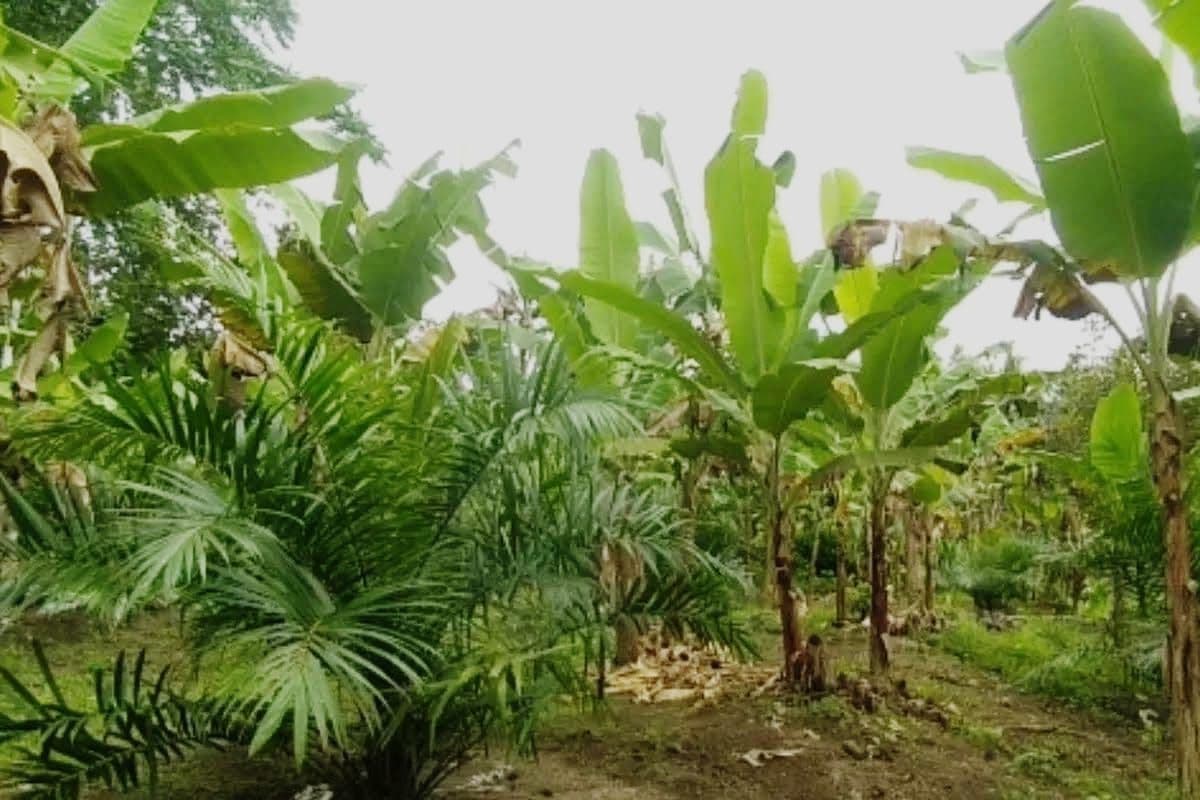 Bukan Industri, Sawit Tumbuh di Kebun Warga Ciamis untuk Bertahan Hidup 