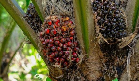 Harga TBS Sawit Jambi Periode 16–22 Januari 2026