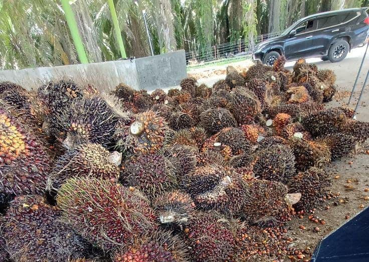 Harga TBS Sawit Aceh Barat dan Timur Berlaku hingga 13 Januari 2026, CPO di Atas Rp14.200