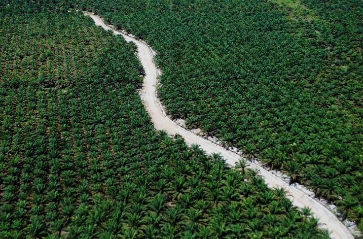 Bukan Salah Sawitnya, Melainkan Cara Mengelolanya