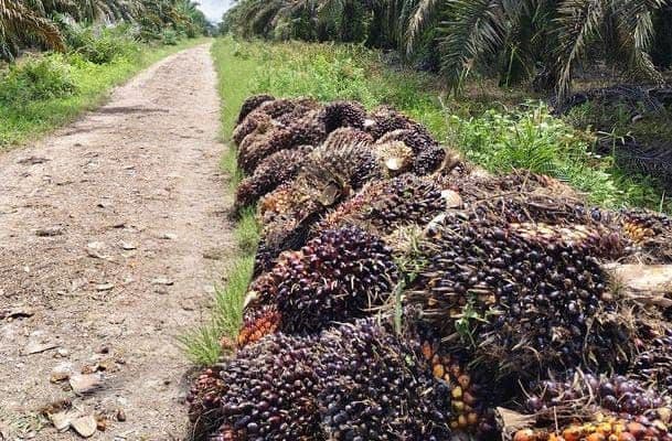 Pungutan Ekspor Sawit Naik Lagi, Negara Amankan Dana Biodiesel