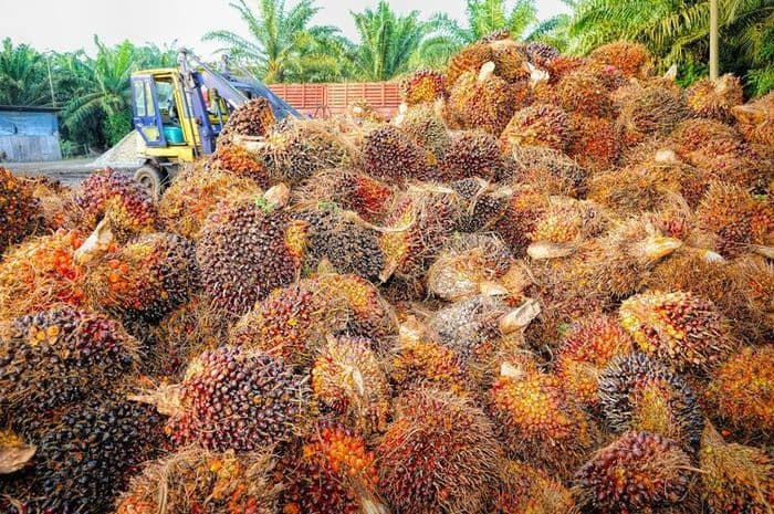Harga TBS Sawit Nasional Periode 12–18 Januari 2026: Sumatera Barat Tertinggi, Banten Terendah