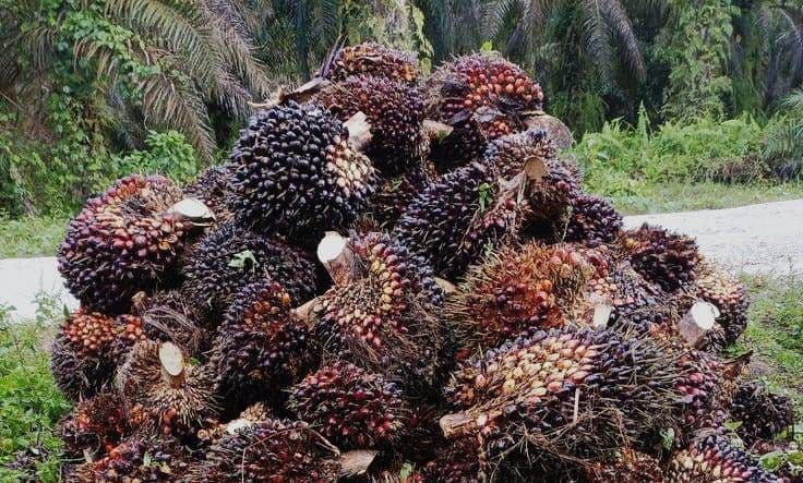 Harga TBS Kelapa Sawit Plasma Riau Periode 21–27 Januari 2026 Naik Lagi 