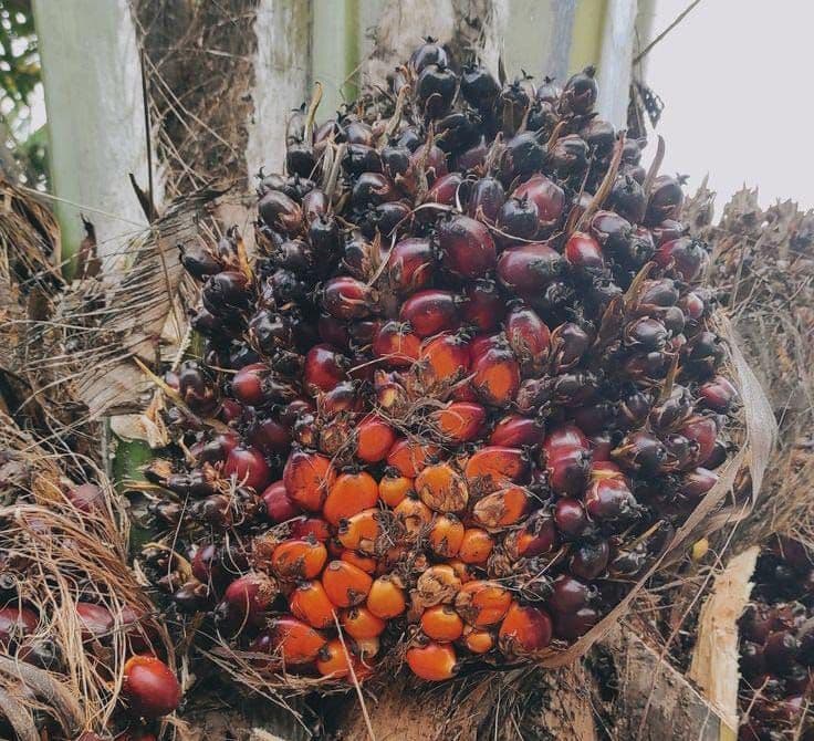 Harga TBS Sawit di Sumatera Utara Bervariasi, Tertinggi Capai Rp 2.960 per Kg