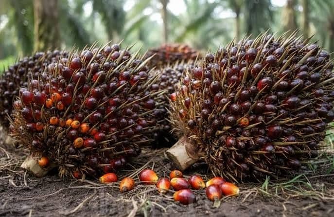 Harga TBS Sawit di Sumbar Periode 15–21 Januari 2026