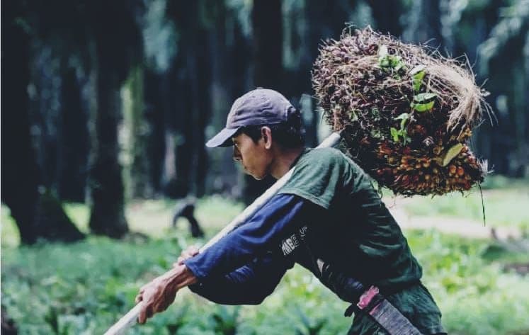 Sawit Tetap Jadi Andalan Ekonomi di Tengah Tekanan Regulasi Global