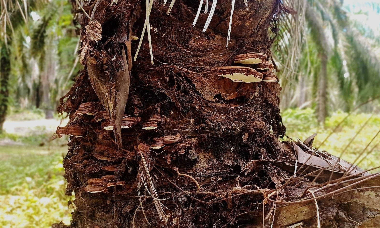 Kiat Petani Sawit Kalbar Deteksi Dini Kumbang Tanduk Ganoderma di Kebun