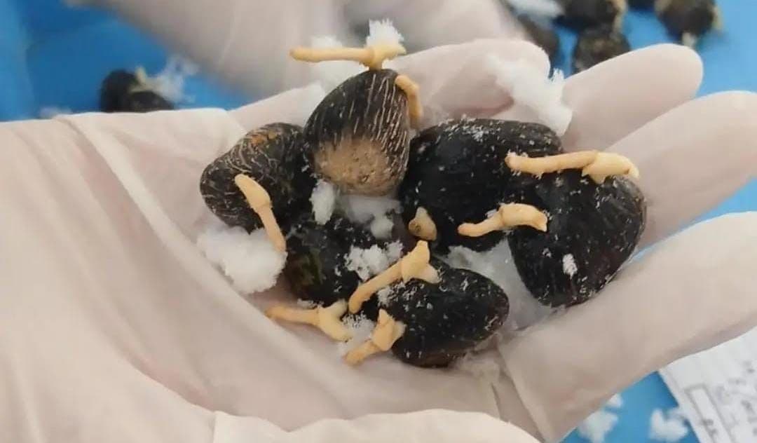 Lolos Karantina, Benih Sawit Sumsel Masuk Peru