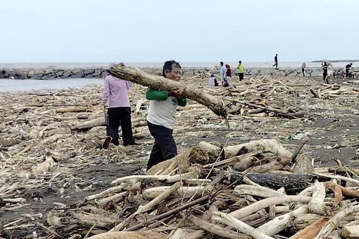 Banjir Bandang Guci dan Ribuan Kayu di Pantai Tegal Bantah Tuduhan Sawit Penyebab Bencana