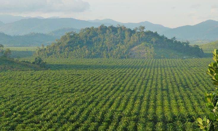 Kajian IPB: Degradasi Hutan di Indonesia Terjadi Sebelum Sawit Masuk