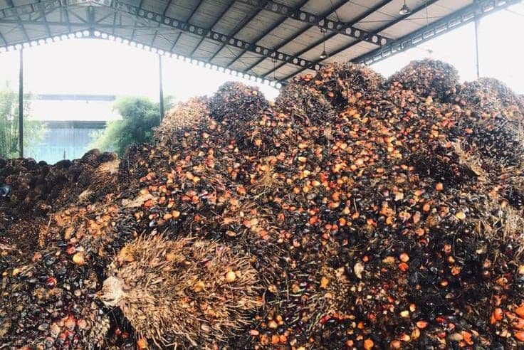 APKASINDO Rilis Ranking Harga TBS 22 Provinsi, Sumatera Utara Tertinggi