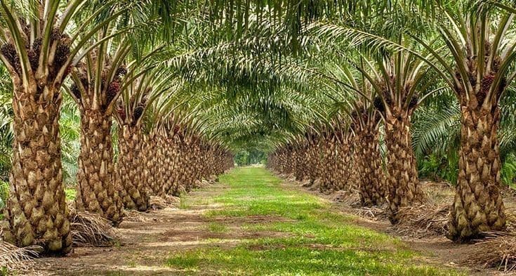 Samade Riau Kritik Wacana Pajak Sawit Rp1.700 per Batang