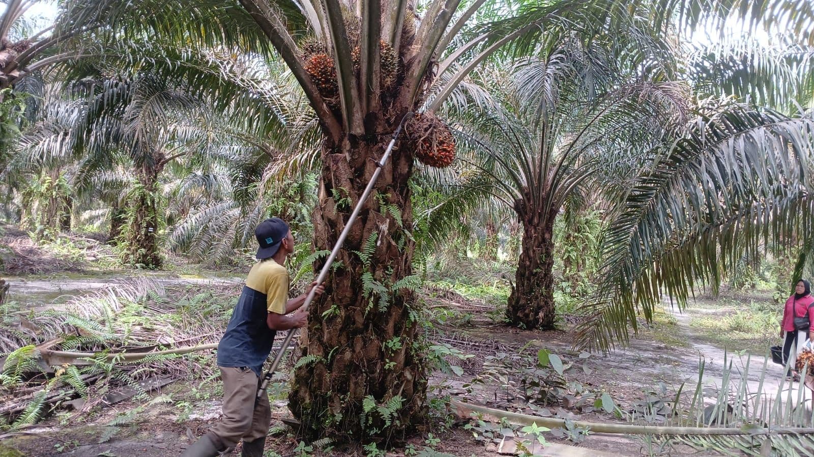 Harga TBS Sawit Mitra Plasma Riau Naik, Umur 9 Tahun Tembus Rp 3.743,34 per Kg