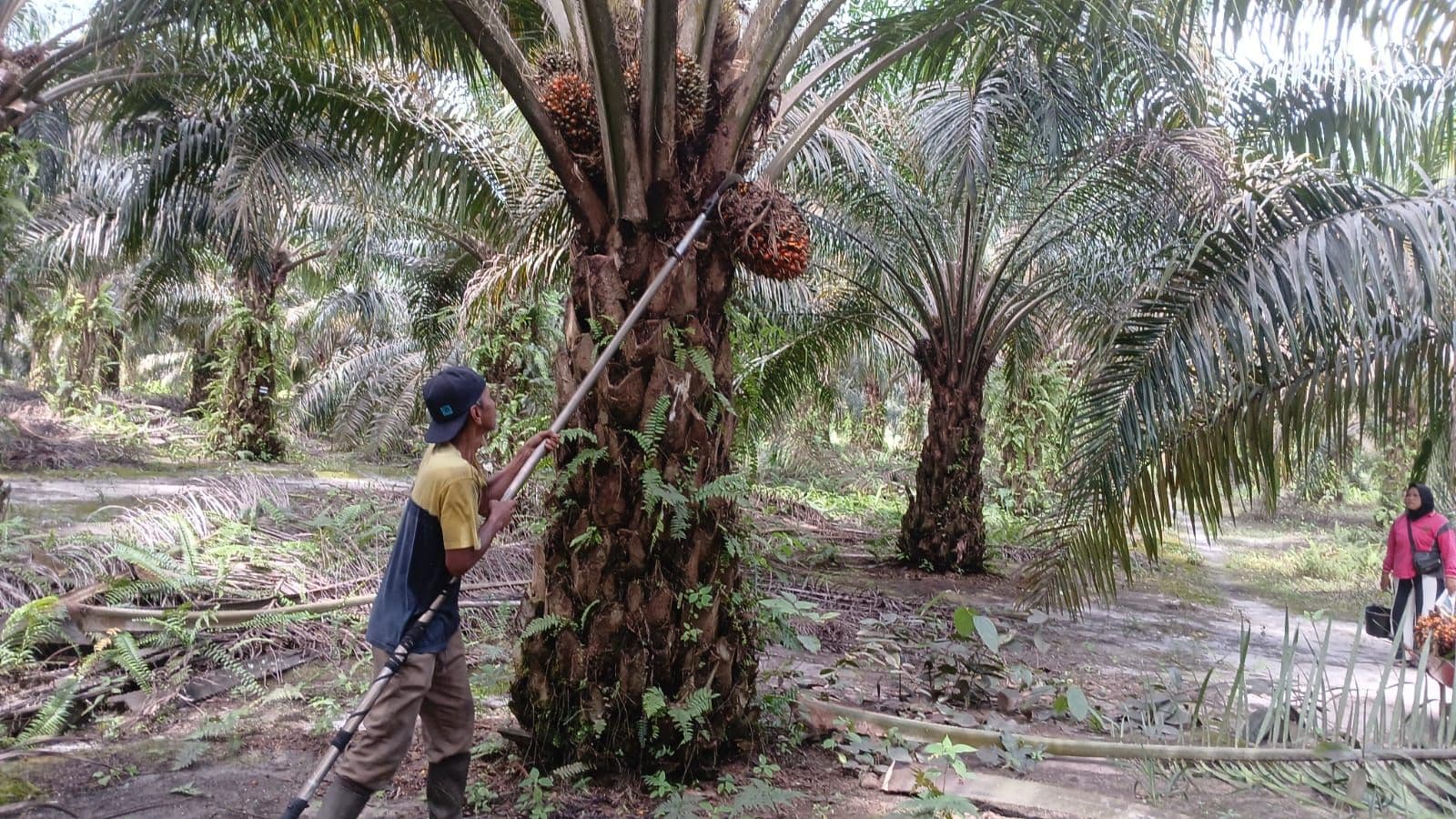 Harga TBS Sawit Sumut Periode 4–10 Februari 2026 Ditetapkan, Tertinggi Capai Rp3.634,28/Kg