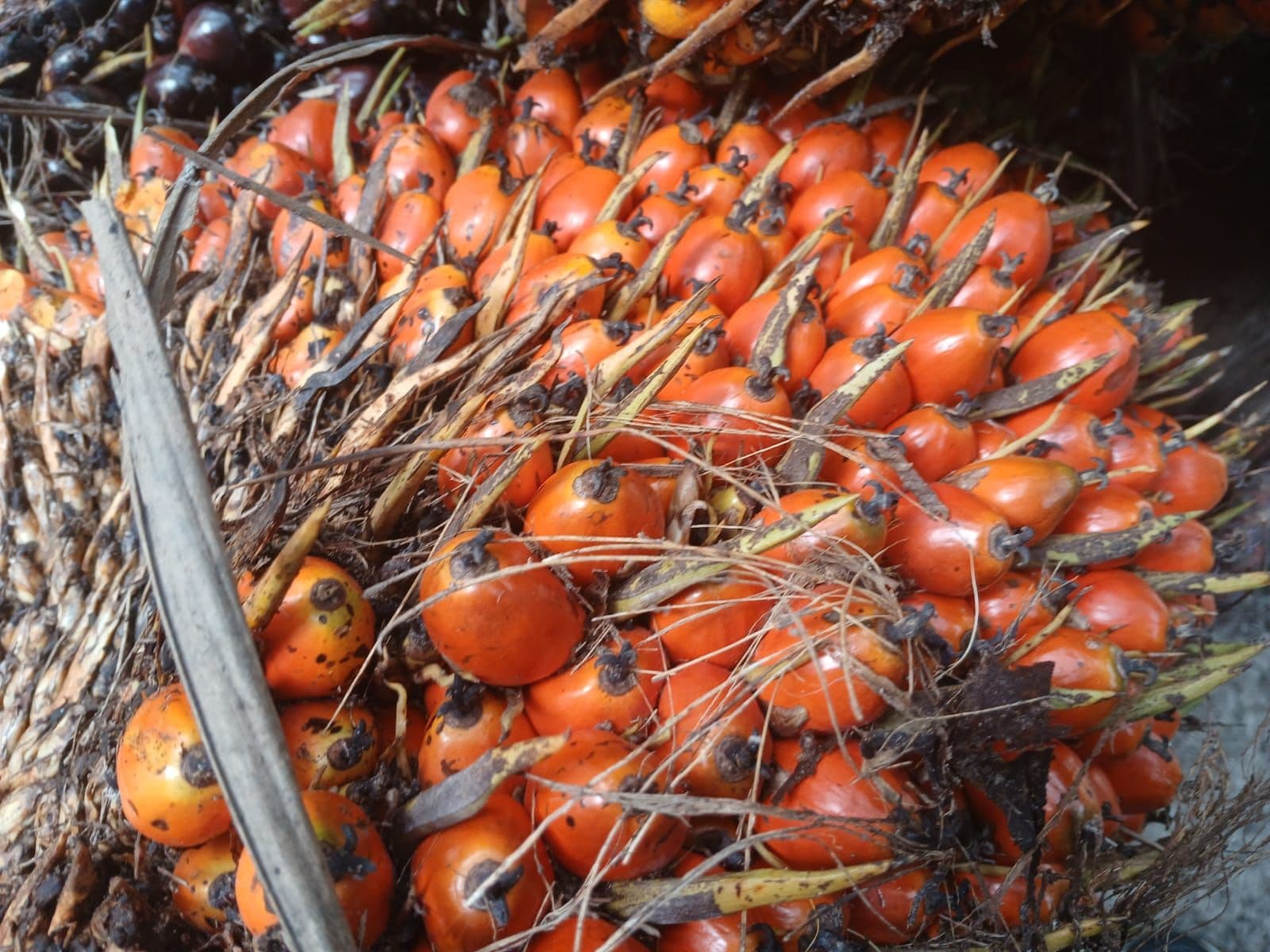 Harga TBS Sawit Sumatera Barat Periode 1–7 Februari 2026 Tercatat Naik Rp 134,04