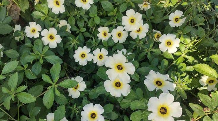 Benarkah Bunga Pukul Delapan Bisa Mengendalikan Ulat Api di Kebun Sawit?