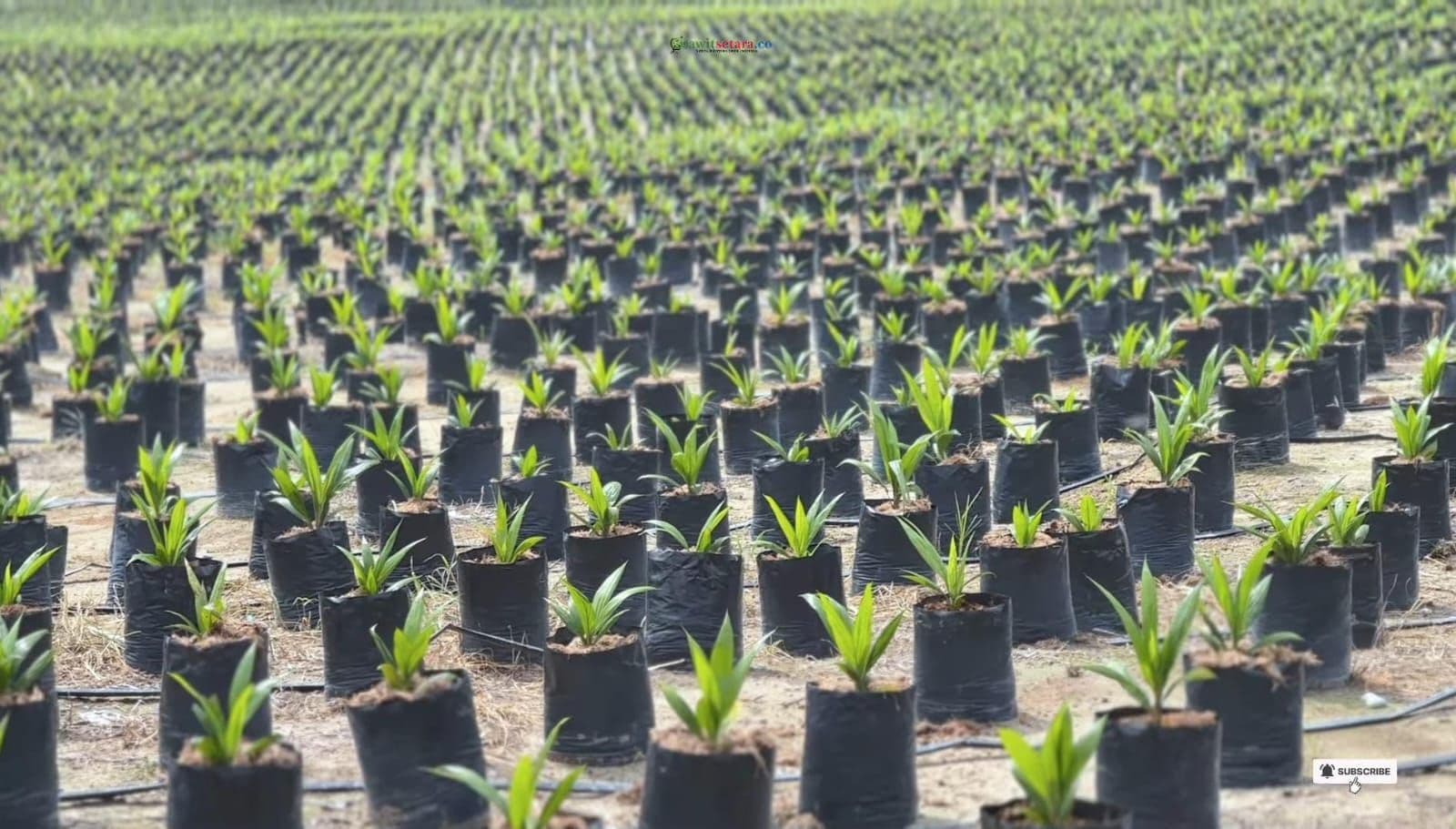 WhatsApp Image 2026-02-06 at 09.26.14.jpeg