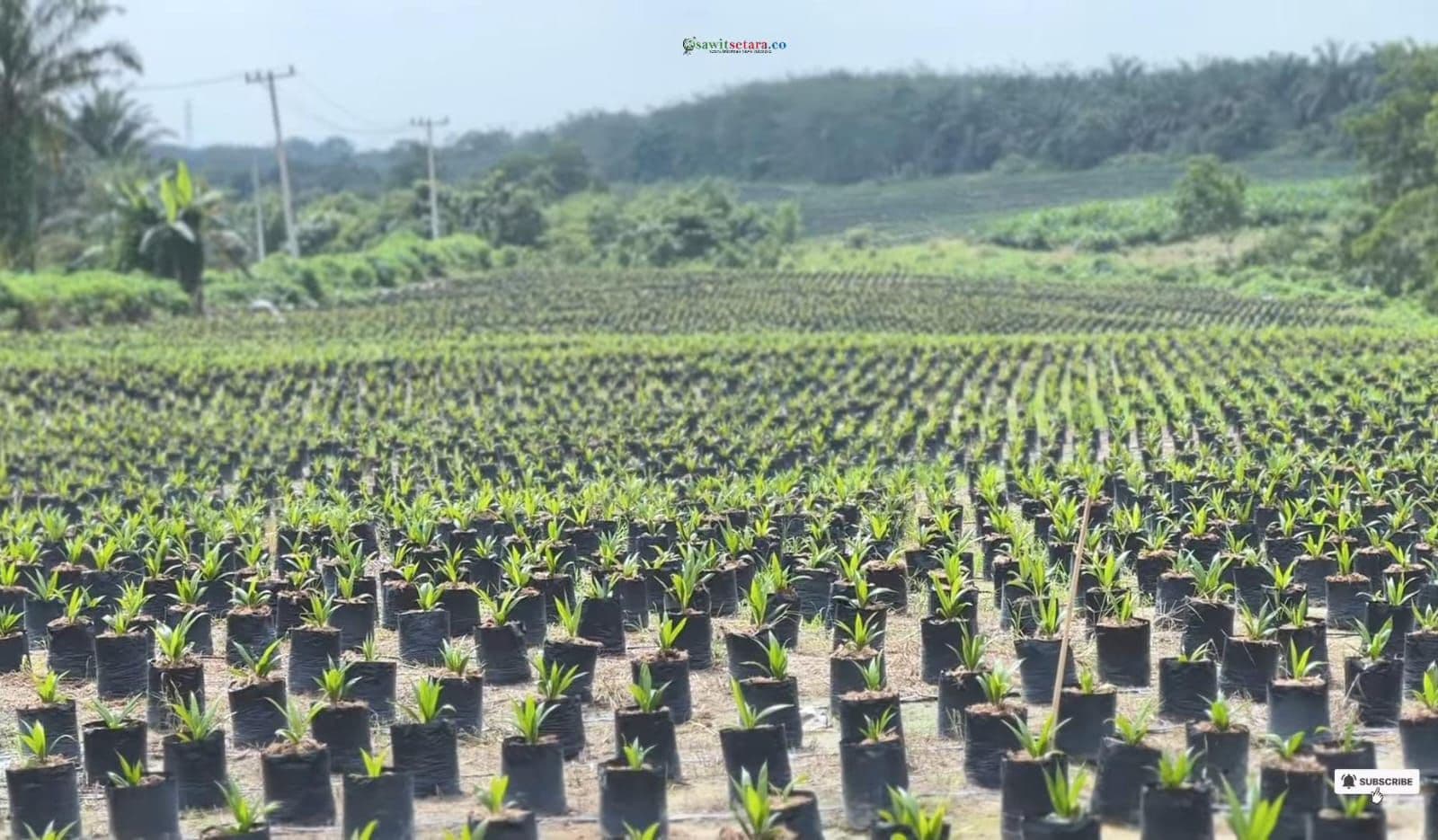 Bibit Unggul Jadi Kunci Produktivitas Sawit, Dapatkan Bibit Bersertifikat di Pembibitan APKASINDO 