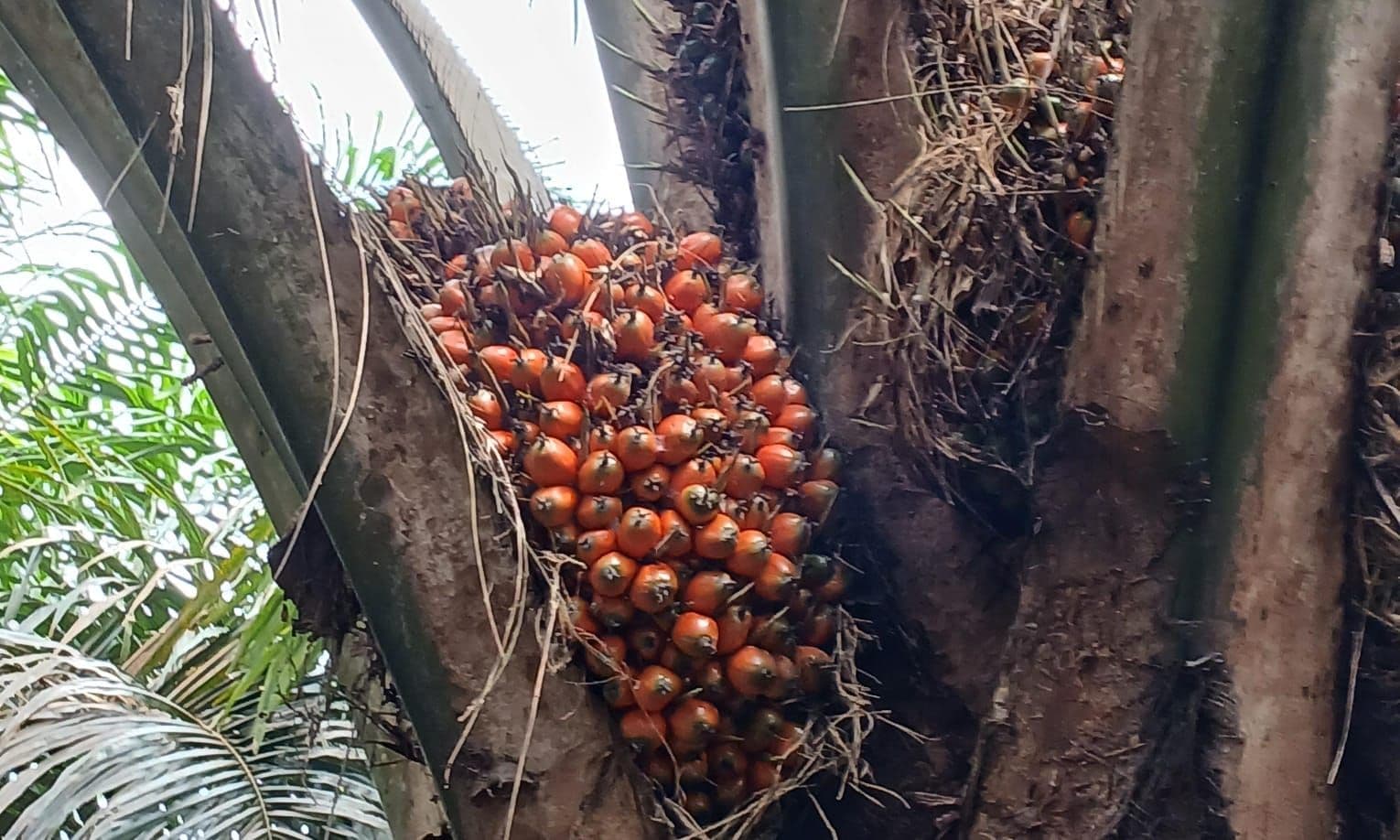 Harga TBS Kelapa Sawit Mitra Plasma Riau Juga Turun Tipis untuk Periode 11-24 Februari 2026