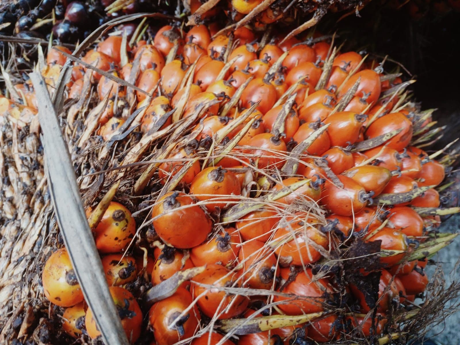 Harga TBS Kelapa Sawit Aceh Wilayah Timur Periode Minggu II Februari 2026