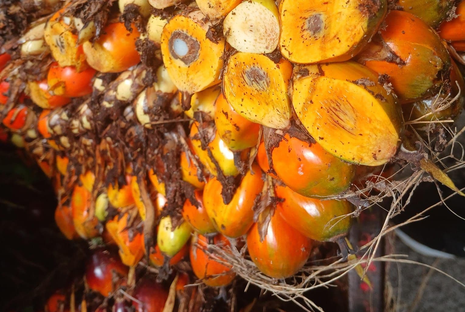 Harga TBS Sawit Sumatera Barat Periode 8–14 Februari 2026