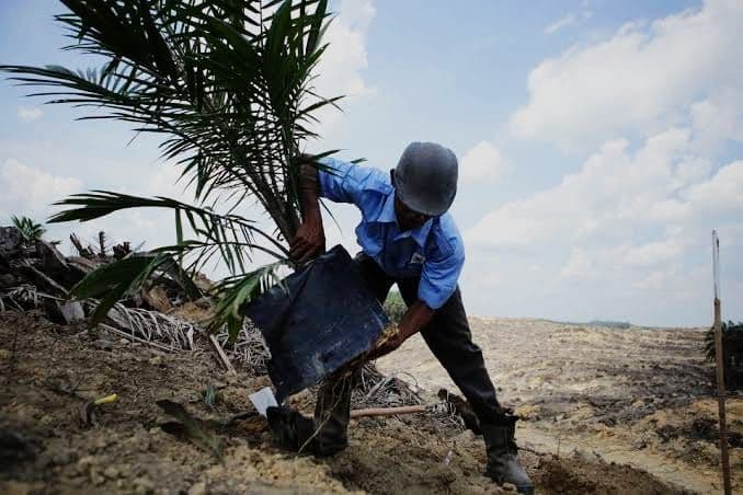 Ditargetkan 50 Ribu Hektare, Cek Sasaran PSR Tahap I 2026 Per Wilayah