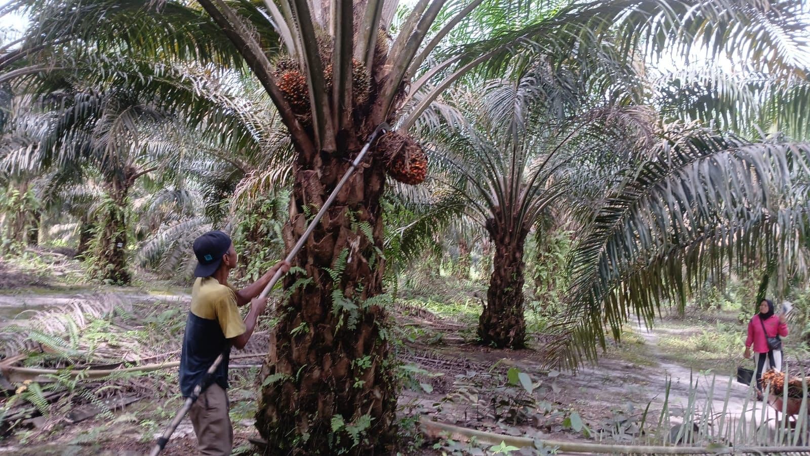 Jejak Sawit dalam Penurunan Kemiskinan Pedesaan