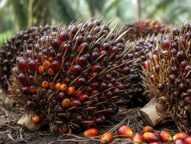 Harga TBS Sawit Sumsel Periode II Februari 2026 Naik, Umur 10–20 Tahun Tembus Rp3.586,81/Kg