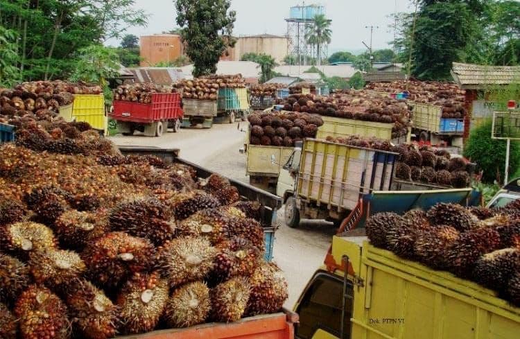 Indonesia Tagih Kepatuhan Uni Eropa atas Putusan WTO Minyak Sawit