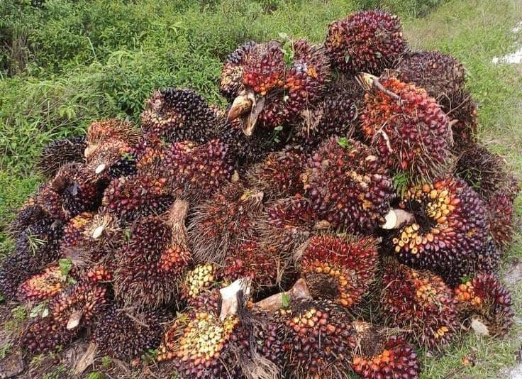 Harga TBS Mitra Plasma Sumut Turun, Selisih Tertinggi Capai Rp 257 per Kg