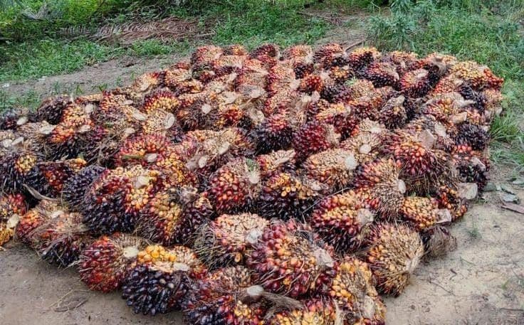 Pekan Kedua Ramadan, Harga TBS Pekebun Mitra Wilayah Barat Aceh Ikut Tren Turun 