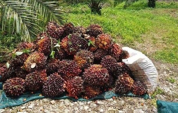 TBS Sawit Sumbar Periode 22–28 Februari 2026 Turun Lagi