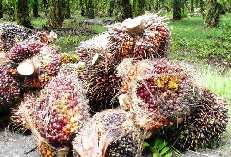 Harga TBS Jambi Turun, Periode 27 Februari-5 Maret Dibanderol Rp 3.500,24/Kg