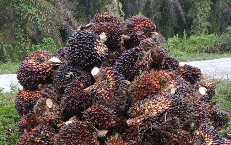 Harga TBS Kemitraan Plasma Riau Periode 4–10 Maret 2026 Sedikit Menguat setelah Tren Turun Ramadan